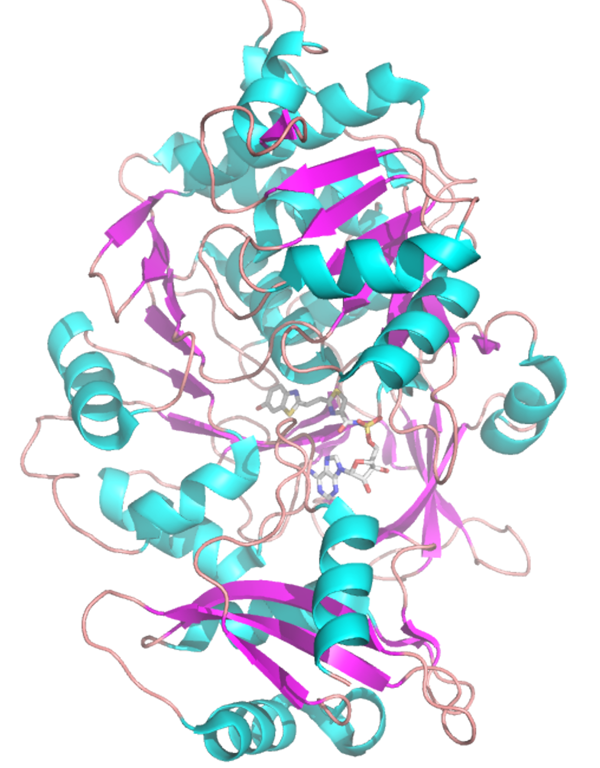 Brighter Enzymes. Clearer Insights.