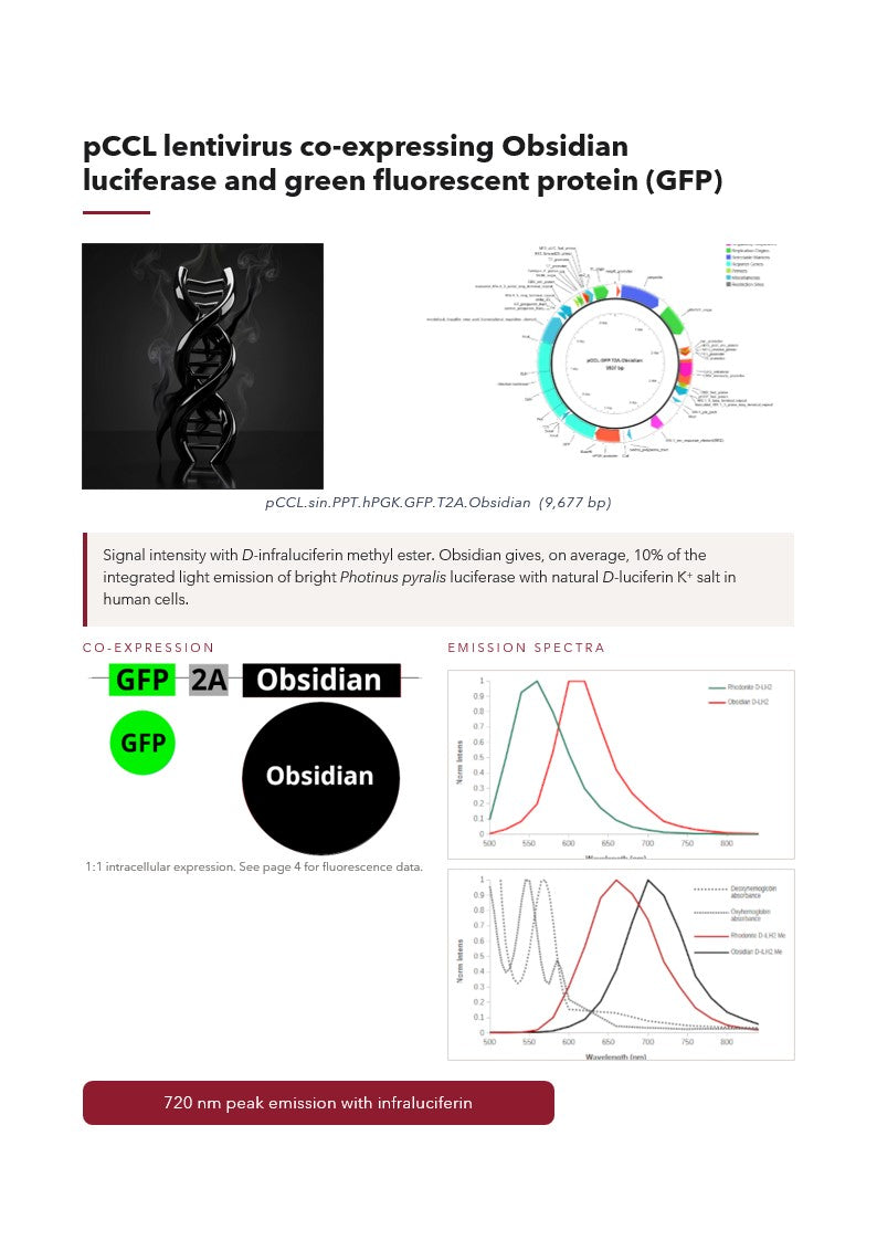 pCCL.GFP.T2A.    Obsidian